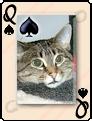 More Cats Card Set