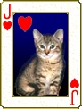 Cat Card Set