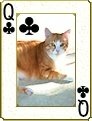 Cat Card Set